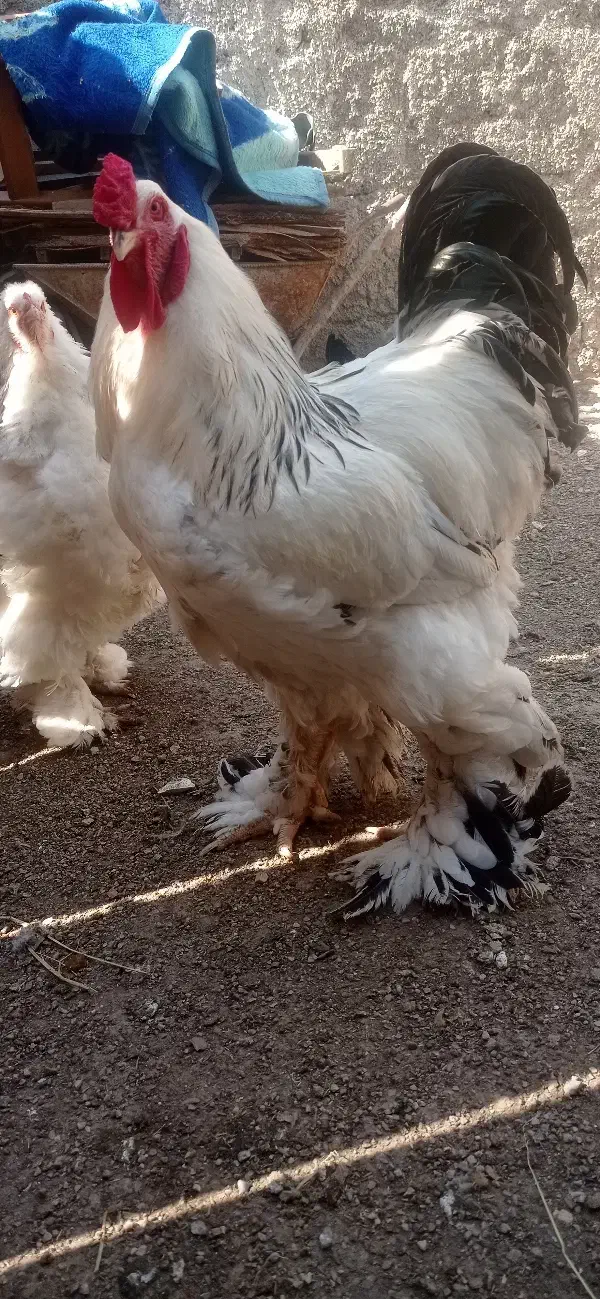 جوجه برهما ۱۰ روزه|حیوانات مزرعه|رامیان, |دیوار