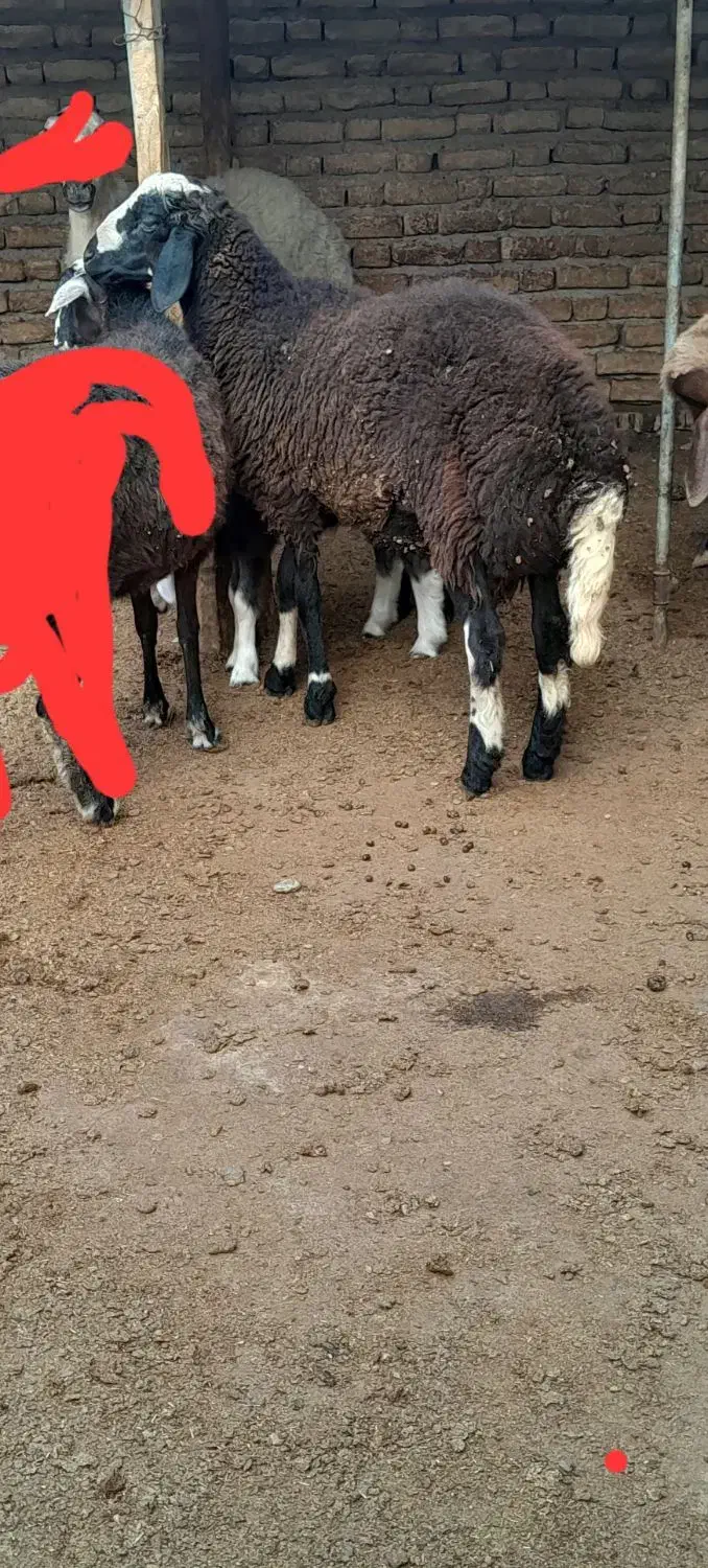 بره نر چاق|حیوانات مزرعه|گمیشان, |دیوار