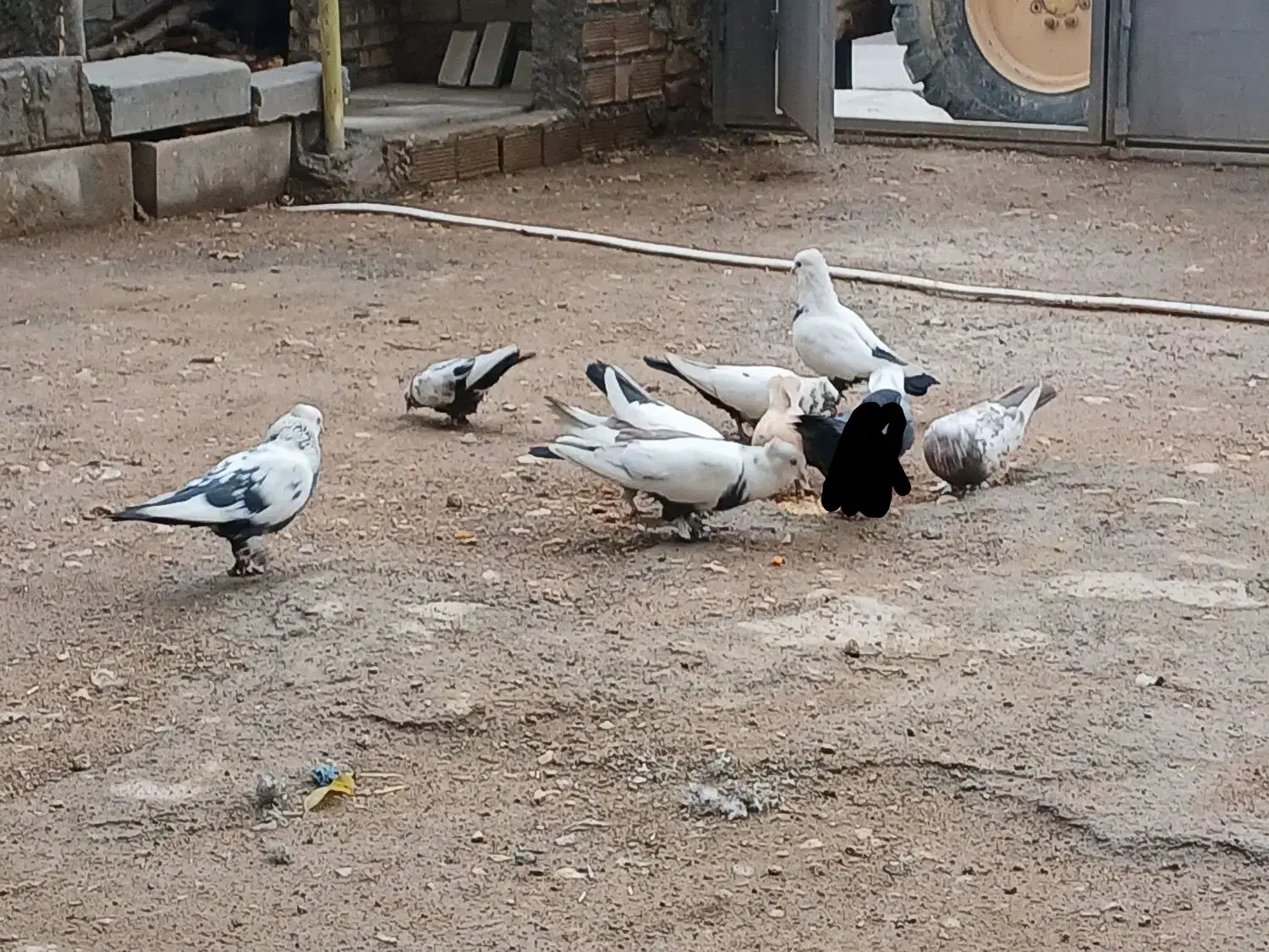 کفتر رنگی 8عدد|پرنده|فولادشهر, فولادشهر|دیوار