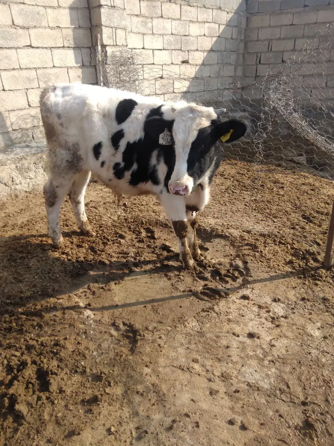 گوساله نر|حیوانات مزرعه|چناران, |دیوار