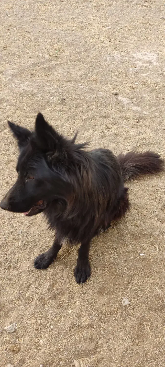 ژرمن بلک شولاین|سگ|ابهر, |دیوار