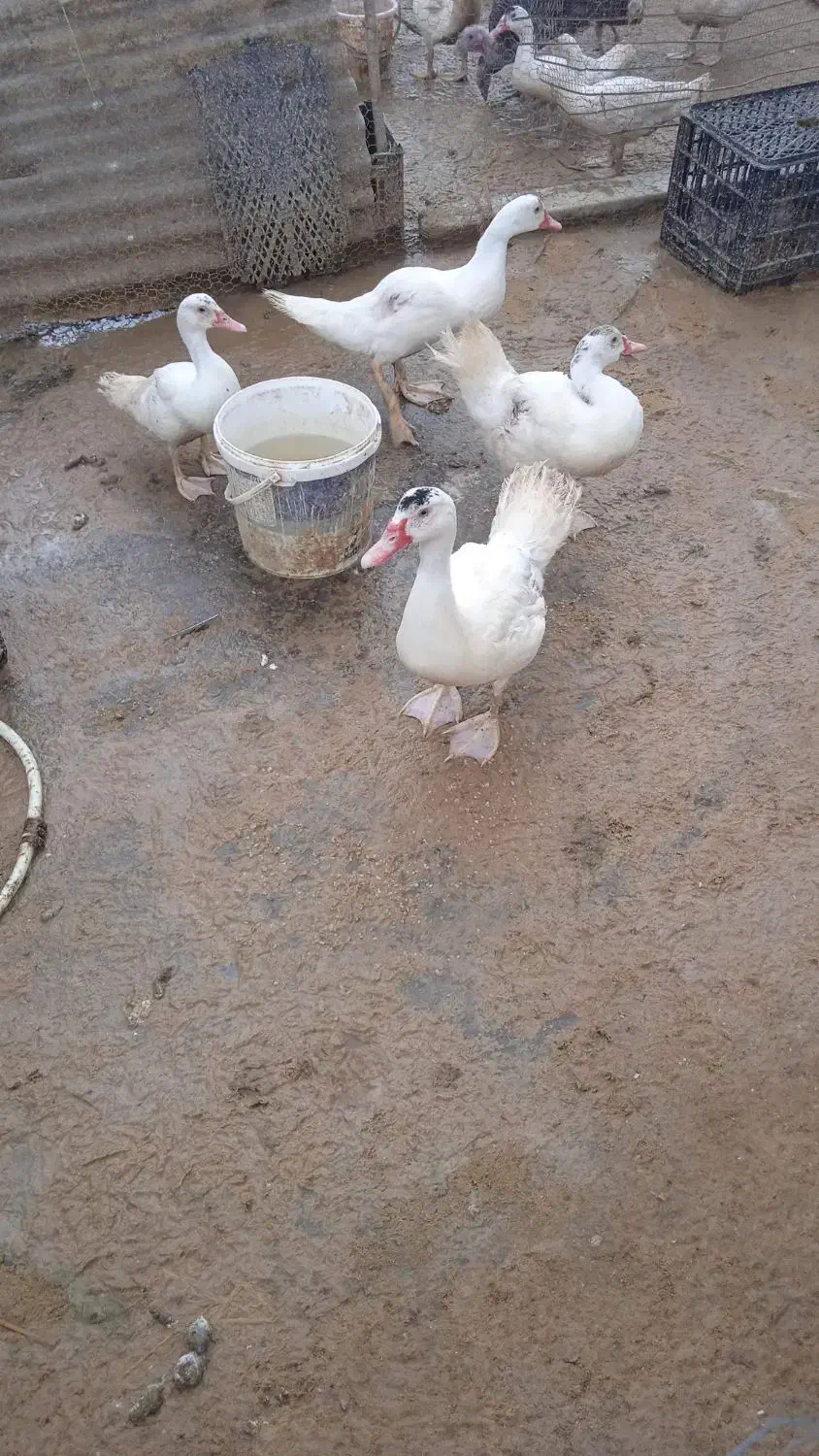 حراج بوقلمون و اردک روسی|حیوانات مزرعه|آمل, |دیوار