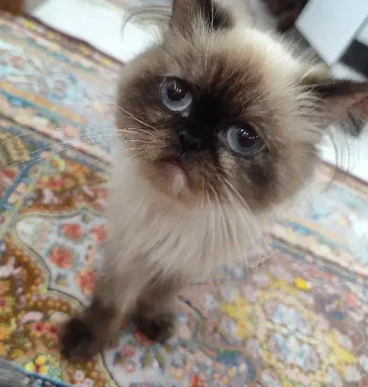 گربه اسکاتیش وهیمالین|گربه|فردیس, ثابتی|دیوار