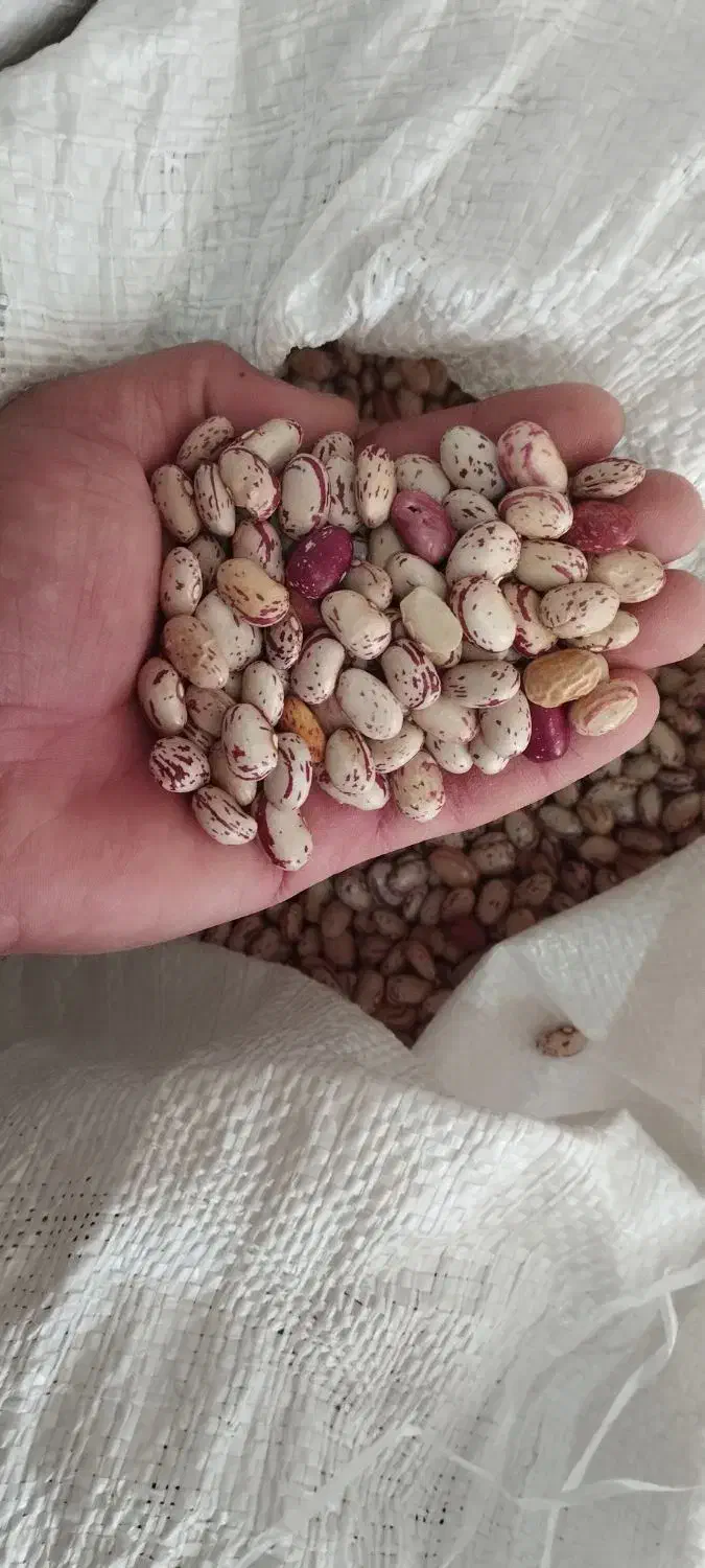 لوبیاچیتی|خوردنی و آشامیدنی|خاو و میرآباد, |دیوار