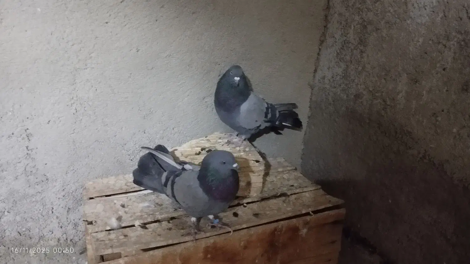 کفتر|پرنده|نسیمشهر, |دیوار