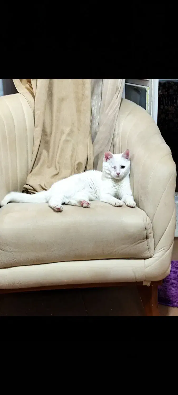 واگذاری گربه حمایتی|گربه|شیراز, فاضل|دیوار