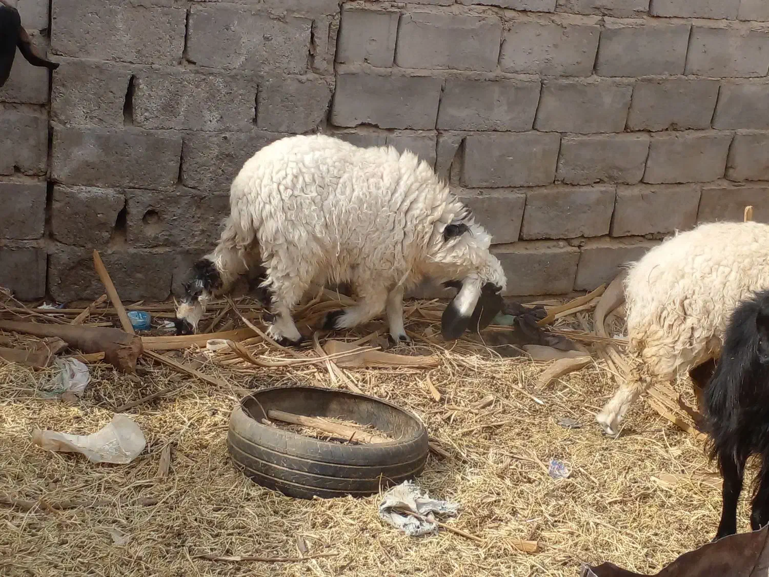 سه تا کاور چاق با یه نری چاق گنبکی|حیوانات مزرعه|گنبکی, |دیوار