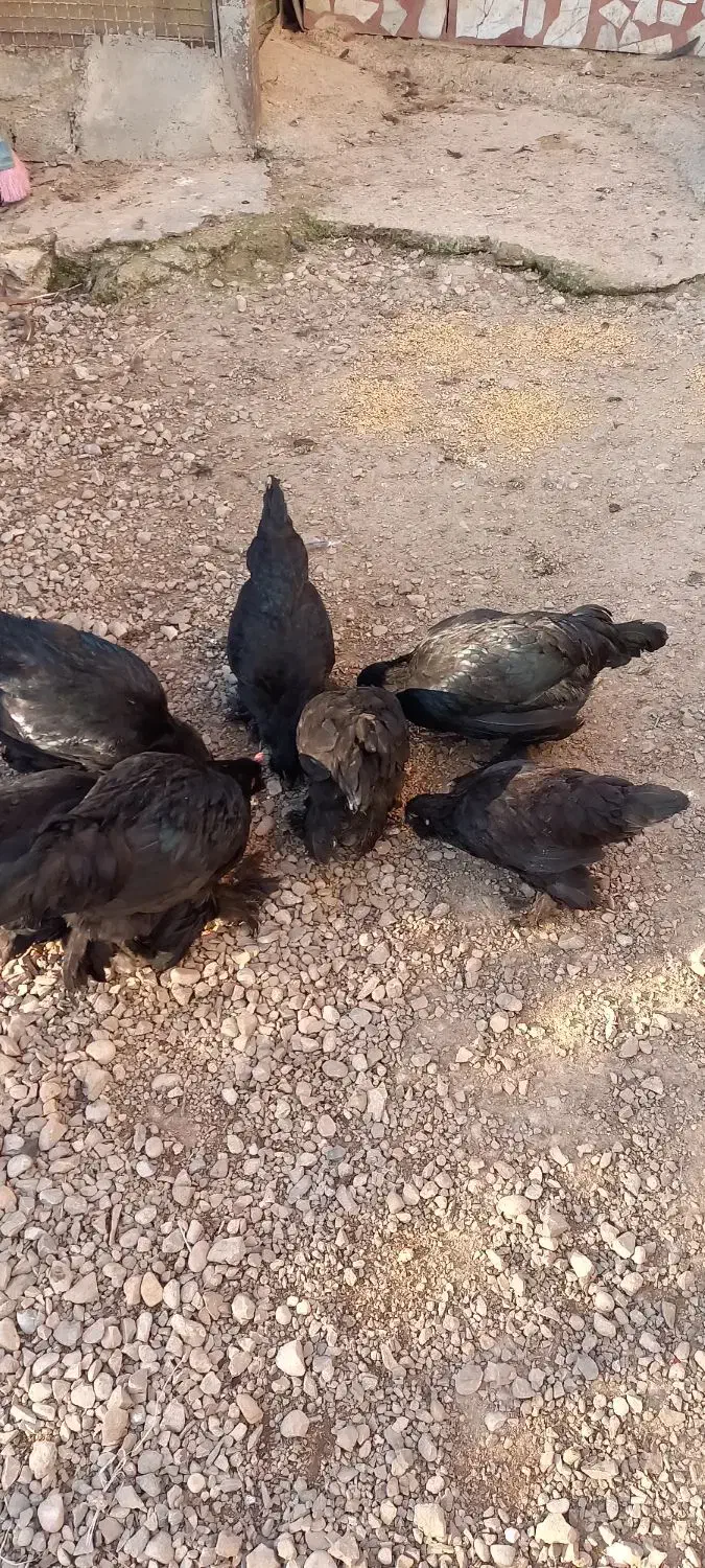 مرغ و خروس مرندی اصیل|حیوانات مزرعه|ساری, |دیوار