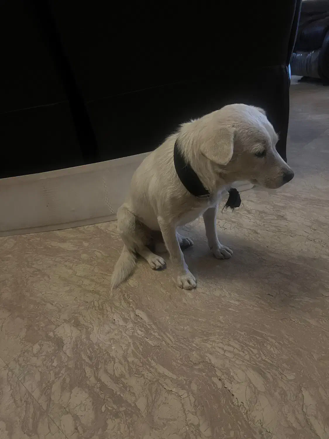 سگ پیدا شده|حیوانات|تهران, سعادتآباد|دیوار