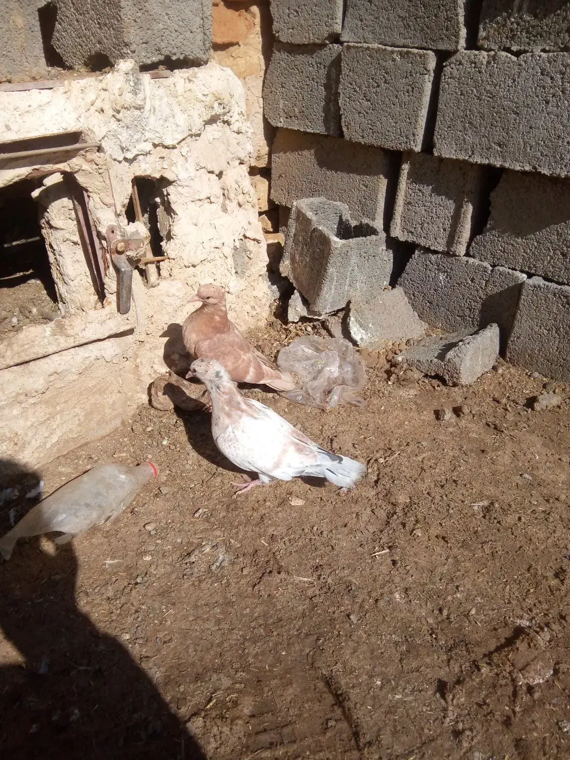 جوجه کبوتر|پرنده|تایباد, |دیوار