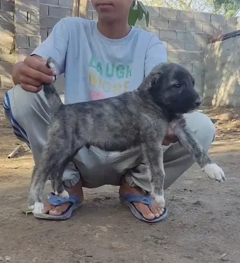 جوجه سگ آلابای نر و ماده توله|سگ|ساری, |دیوار