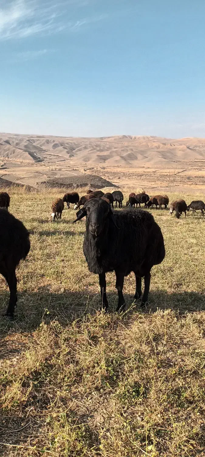 قوچ جوان نژاد دار یک ساله|حیوانات مزرعه|میانه, |دیوار