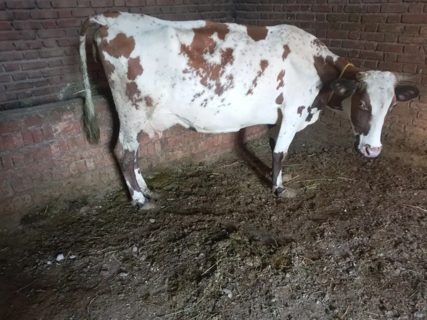 گوساله نر و گاو سیمینتال|حیوانات مزرعه|مهربان, |دیوار