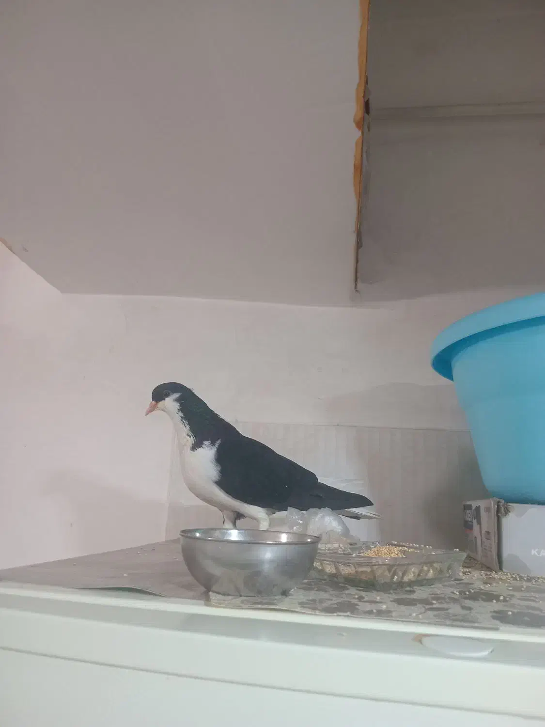 کبوترچپ سیاه ماده|پرنده|اقبالیه, |دیوار