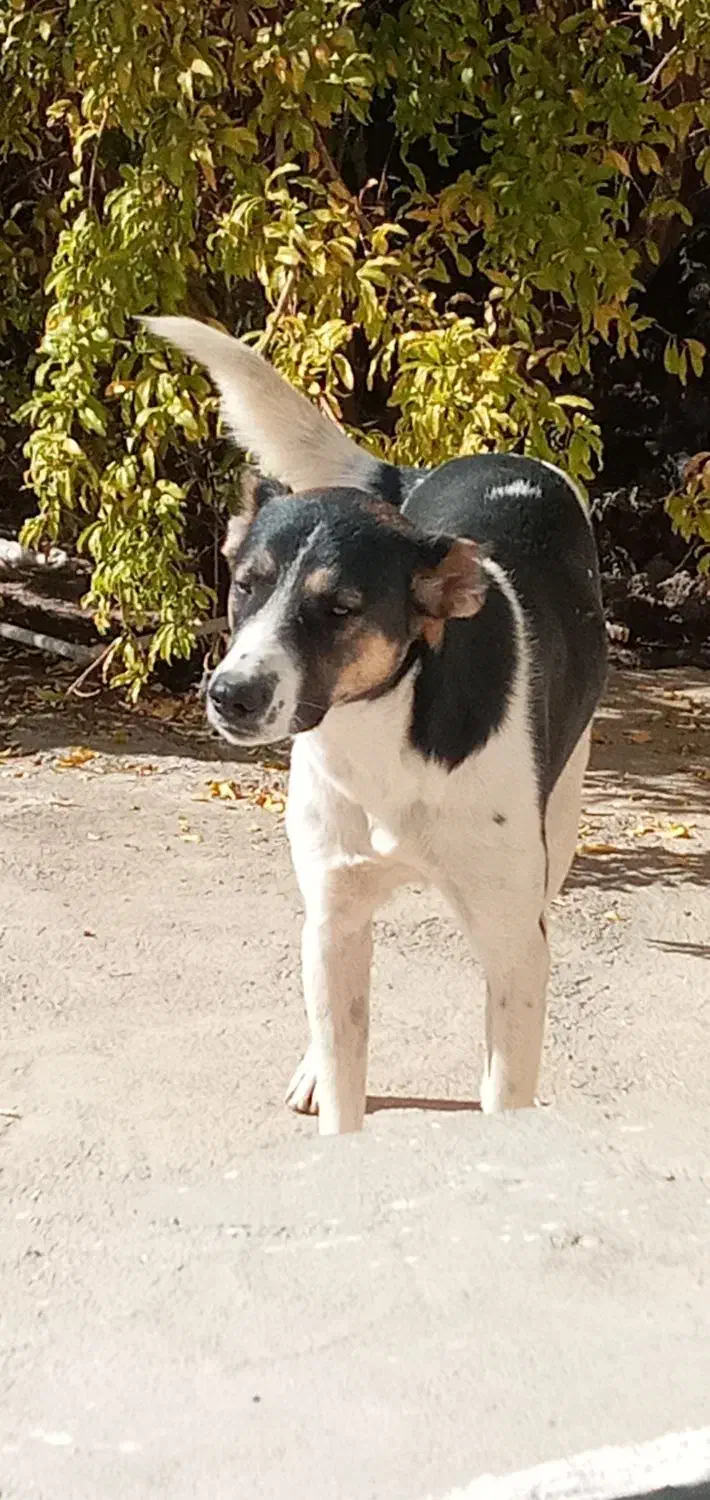 واگذاری توله ۸ماهه|سگ|قم, الغدیر|دیوار