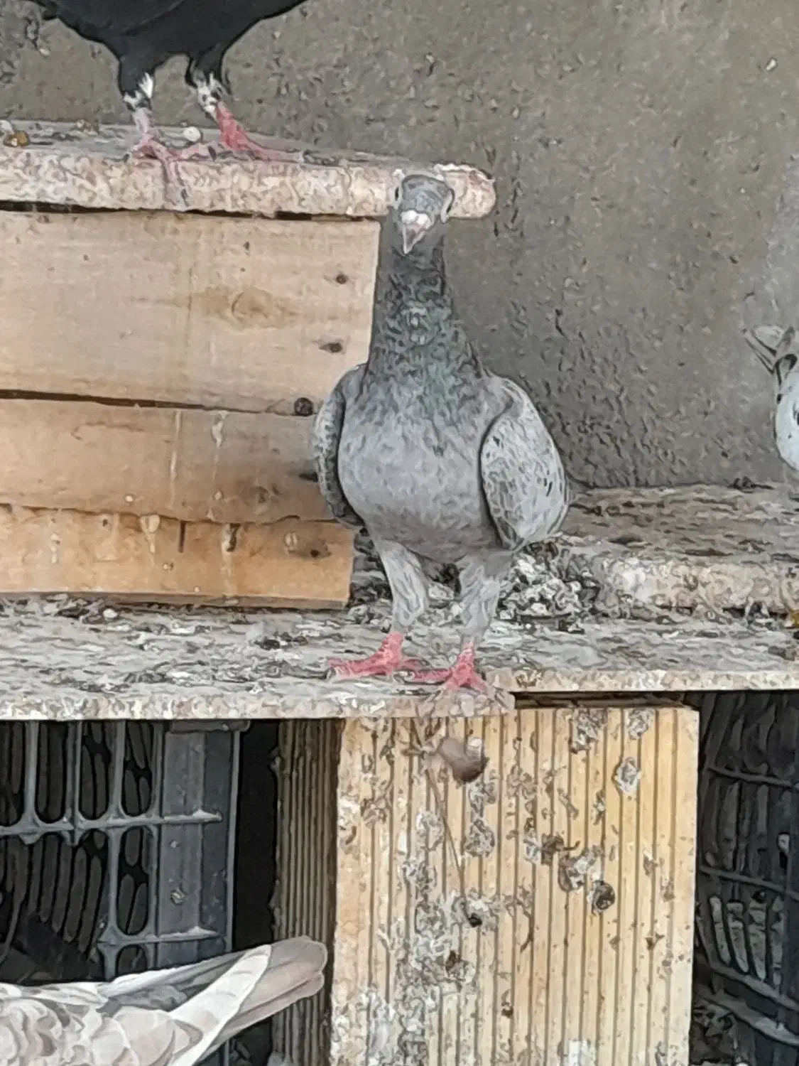 کبوتر سرو ماده|پرنده|شیراز, ارم|دیوار