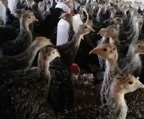 جوجه بوقلمون|حیوانات مزرعه|جوادآباد, |دیوار