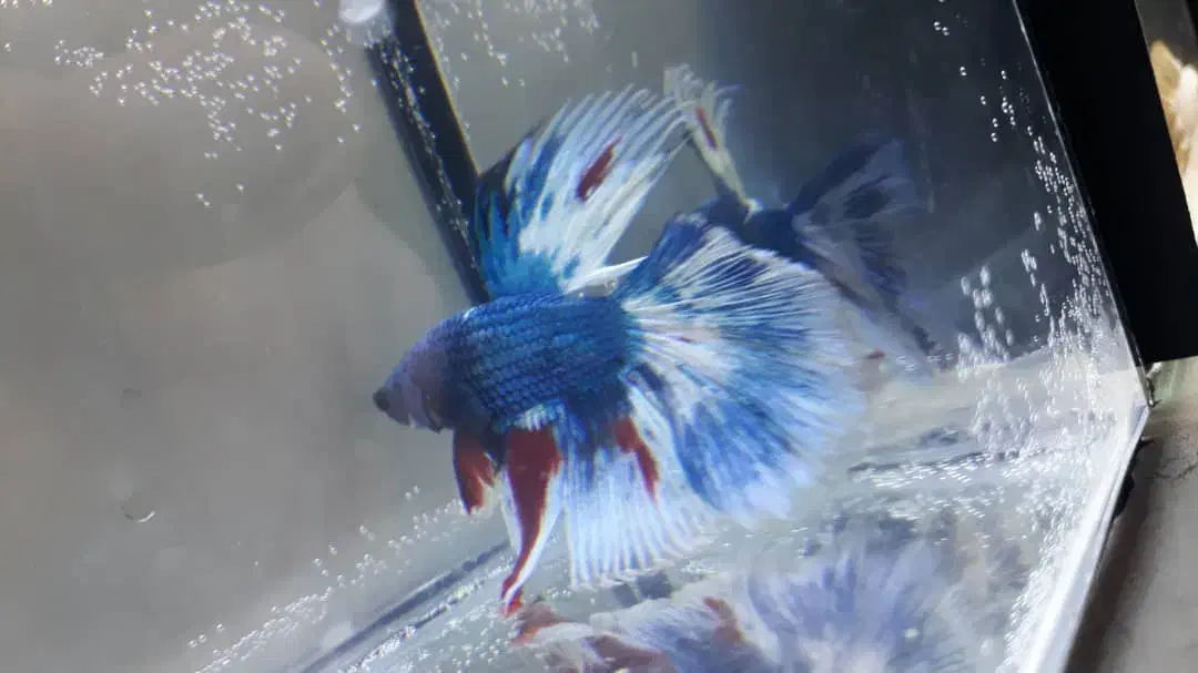 فایتر|ماهی|رشت, امین الضرب|دیوار