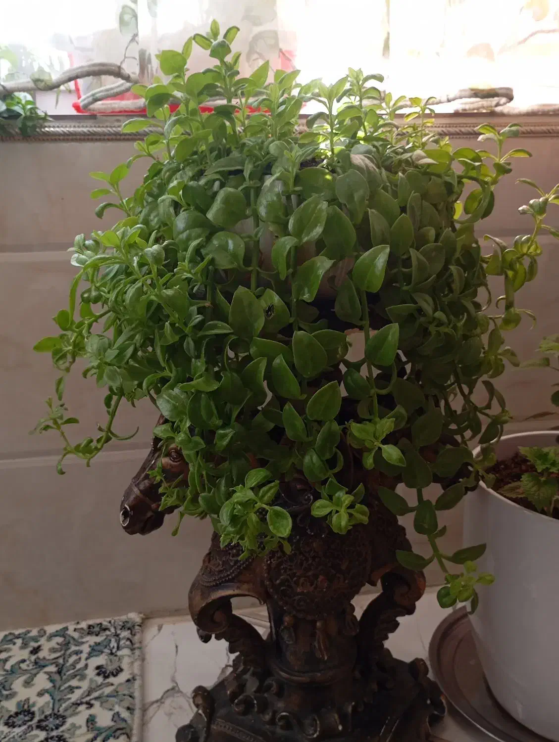 گل رز یخی|گل و گیاه طبیعی|الشتر, |دیوار