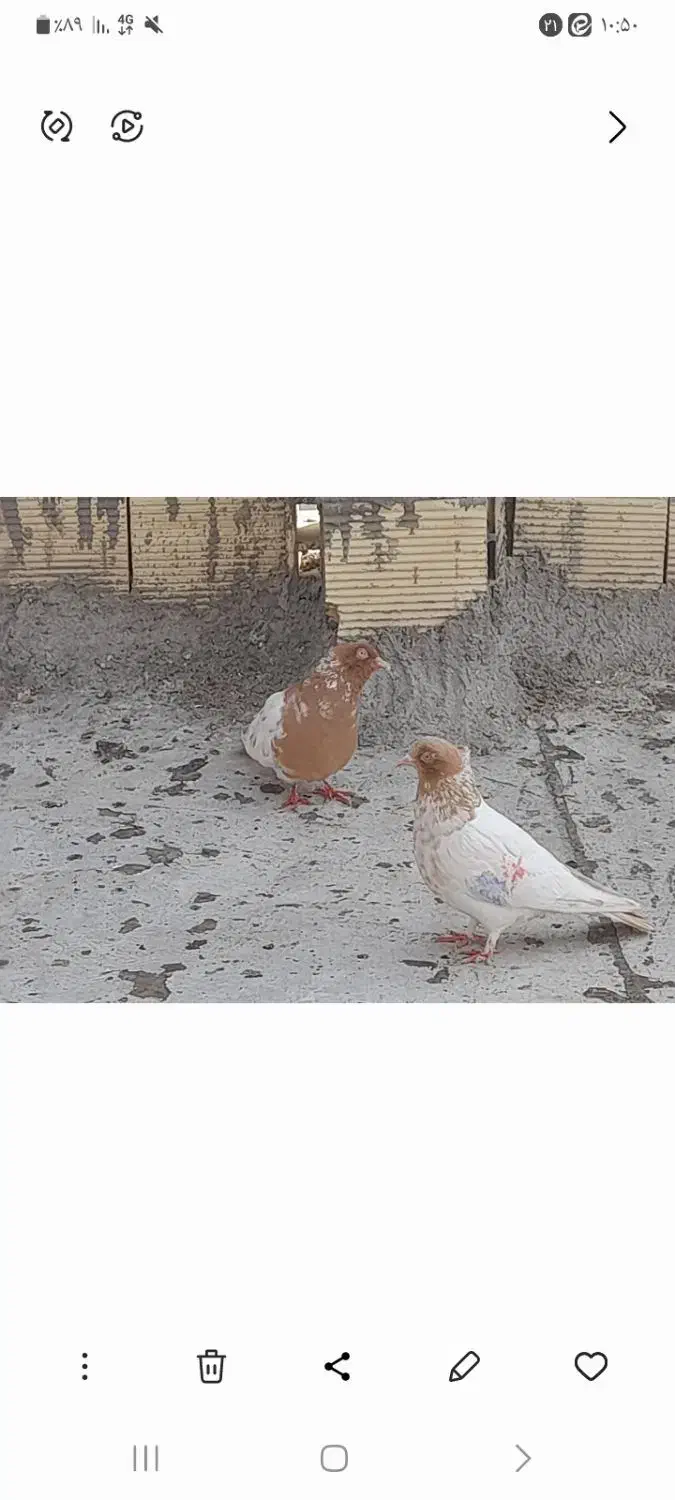 فروش ۳ عدد کبوتر|پرنده|نجف‌آباد, یزدانشهر|دیوار