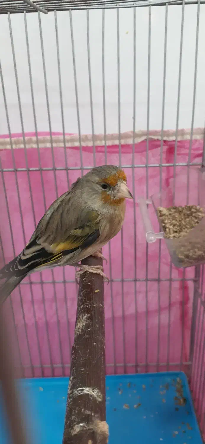 سهره قناری زیر دهن عالی|پرنده|مهاجران, |دیوار