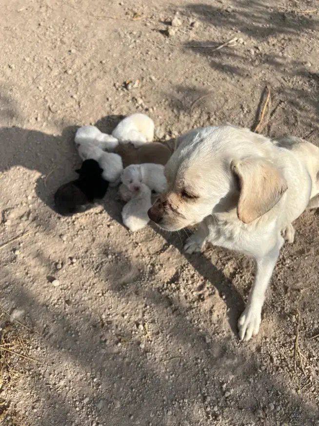 واگزاری توله پا کوتاه|سگ|شهریار, شهریار|دیوار