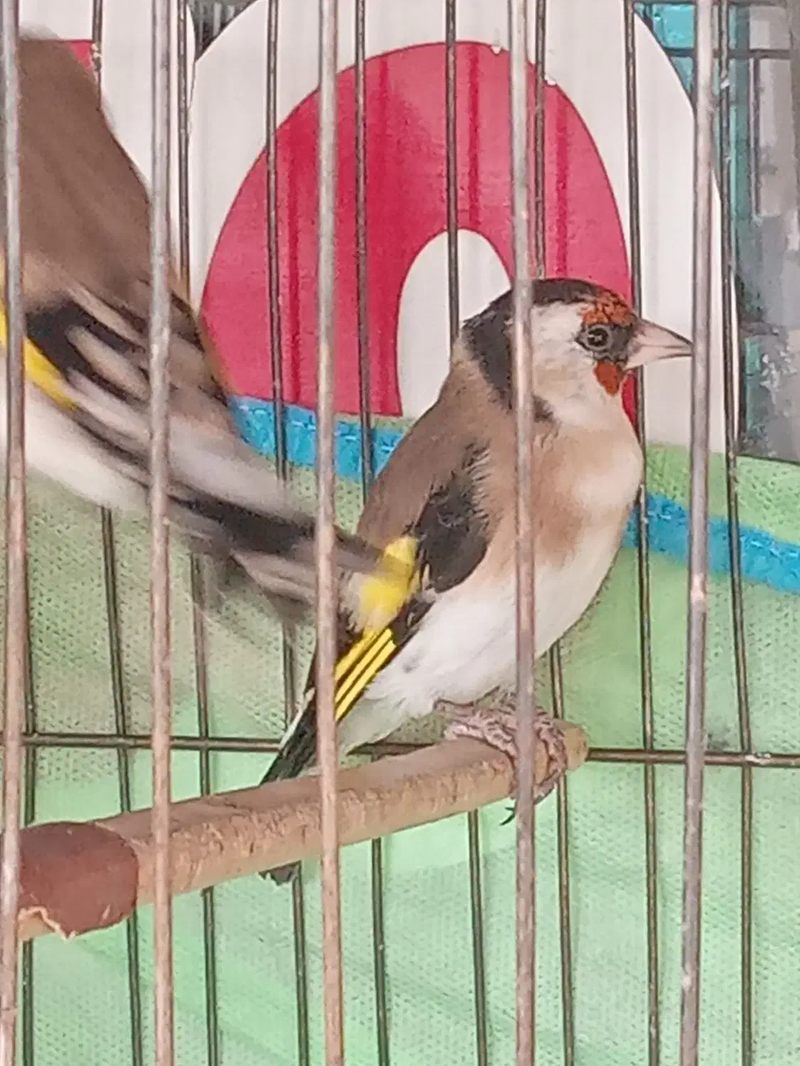 ۳عدد سهره  متولد قفس|پرنده|فردیس, شهرک شهید حسینی|دیوار