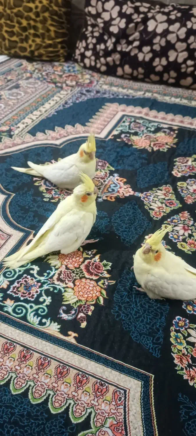 جوجه ی عروس هلندی ۴۰روزه|پرنده|بندر دیر, |دیوار