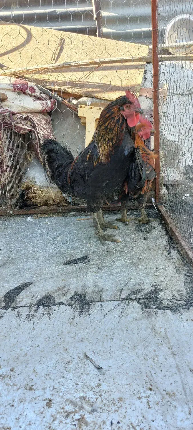 مرغ و خروس|حیوانات مزرعه|شیراز, دشت چنار|دیوار