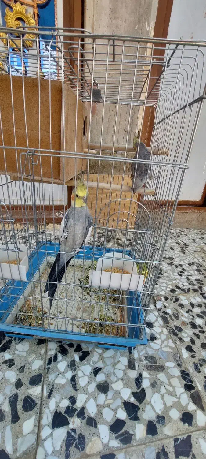 مرغ عروس هلندی|پرنده|خاش, |دیوار