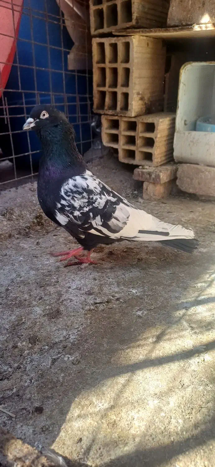 سینه ای|پرنده|بم, |دیوار