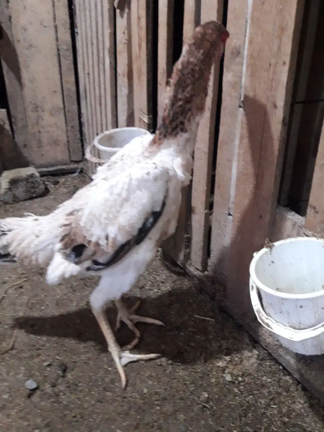 مرغ|حیوانات مزرعه|لاهیجان, انقلاب|دیوار