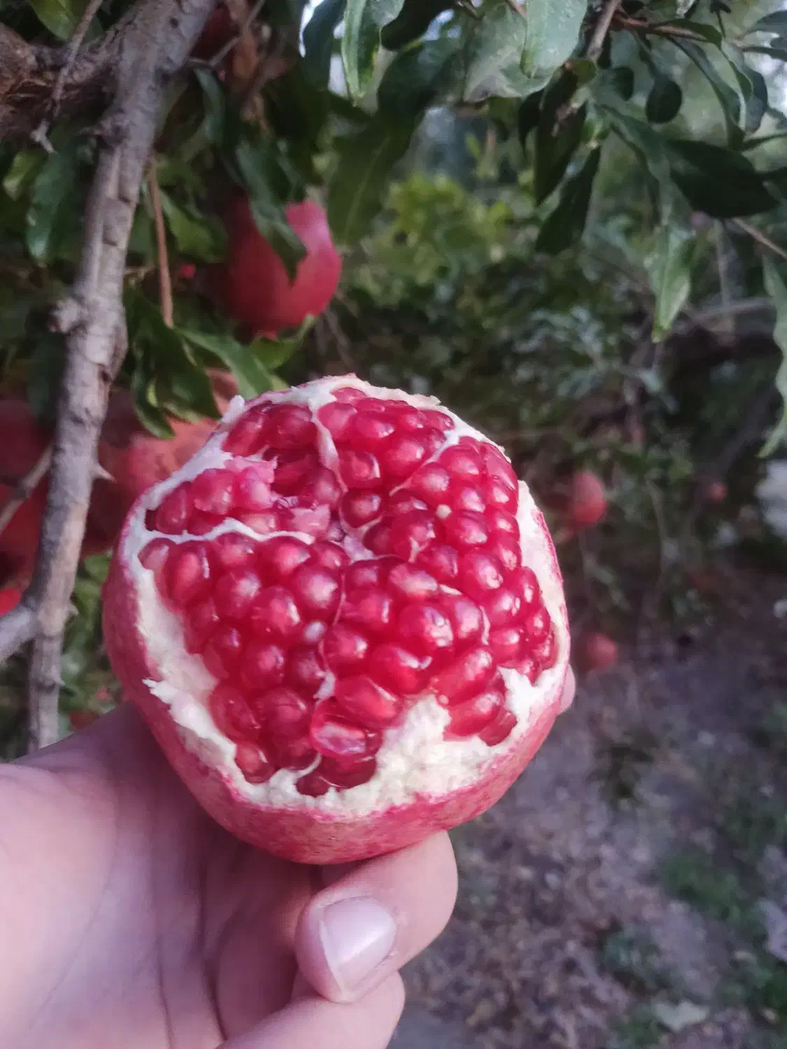 انار محلی درجه یک درب باغ|حراج|پیشوا, |دیوار