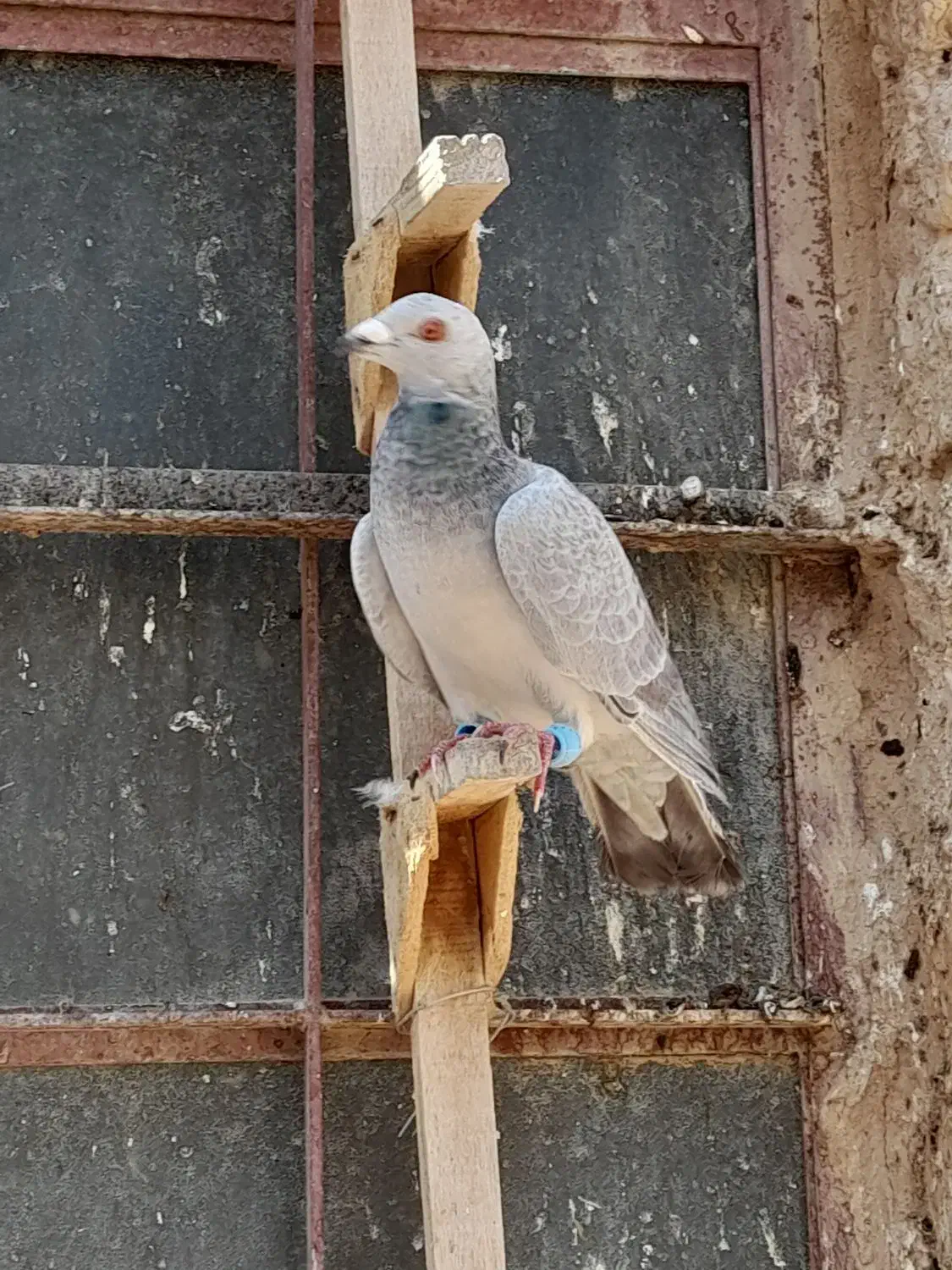 کبوتر|پرنده|شیبکوه (فارس), |دیوار