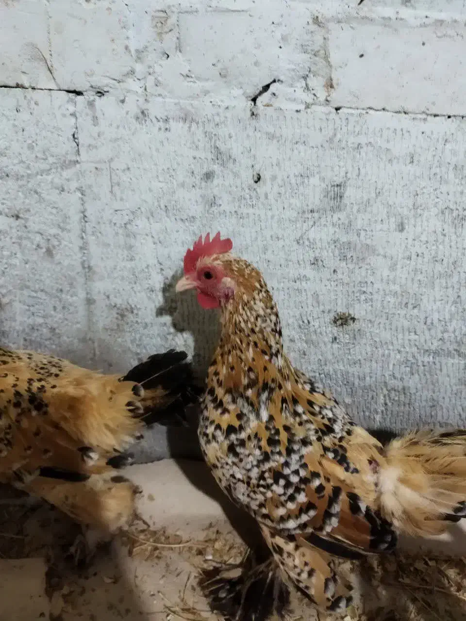 فروش و ثبت سفارش (پیش فروش ) تخم نطفه دار|حیوانات مزرعه|مشهد, ترمینال|دیوار