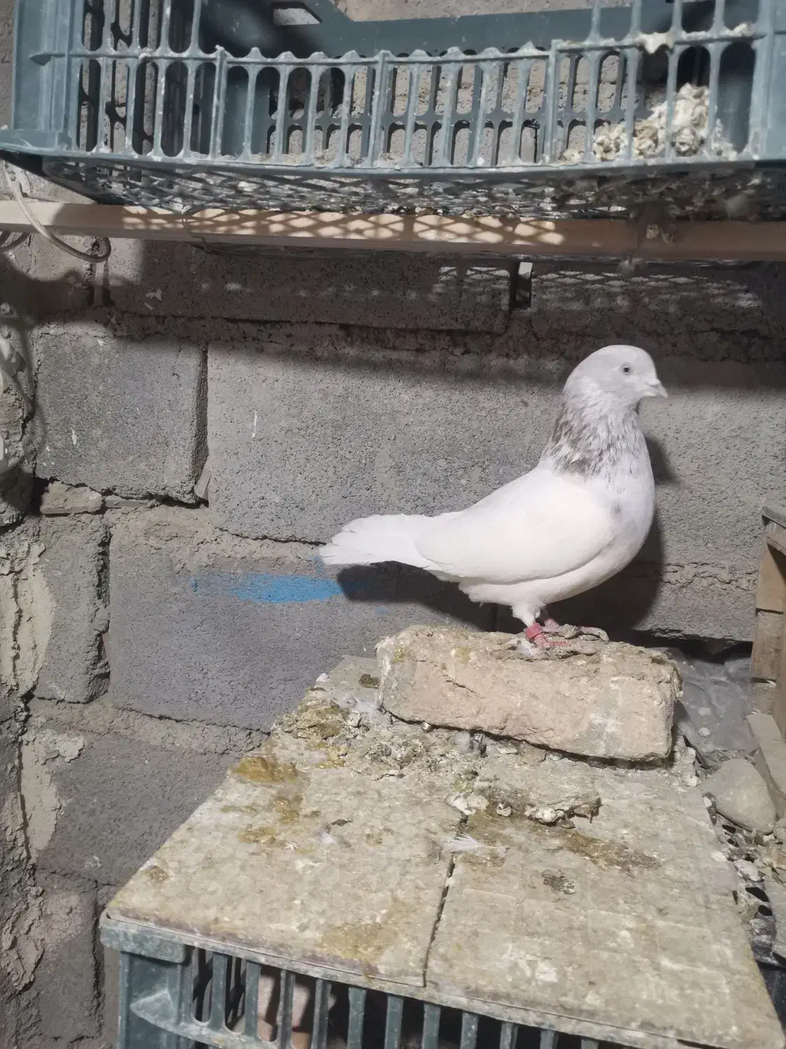 کبوتر کله|پرنده|کبودرآهنگ, |دیوار