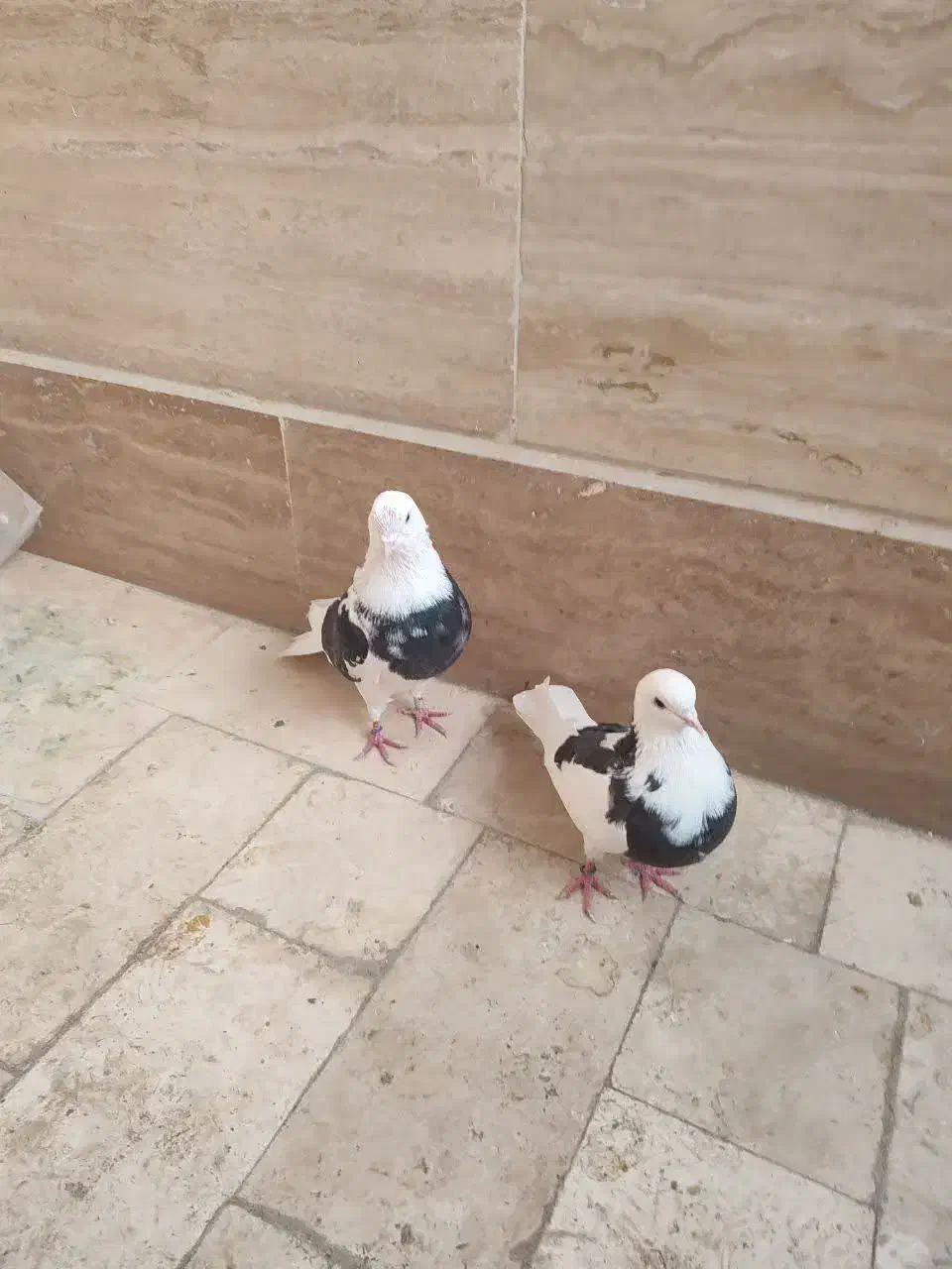 کفتر|پرنده|خمین, |دیوار