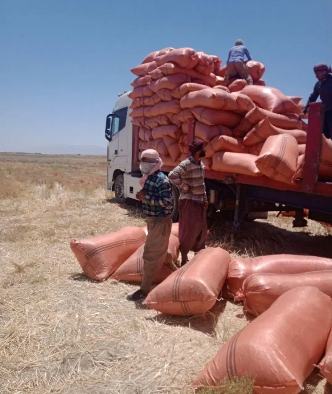 کمباین جاندر|حیوانات مزرعه|تایباد, |دیوار