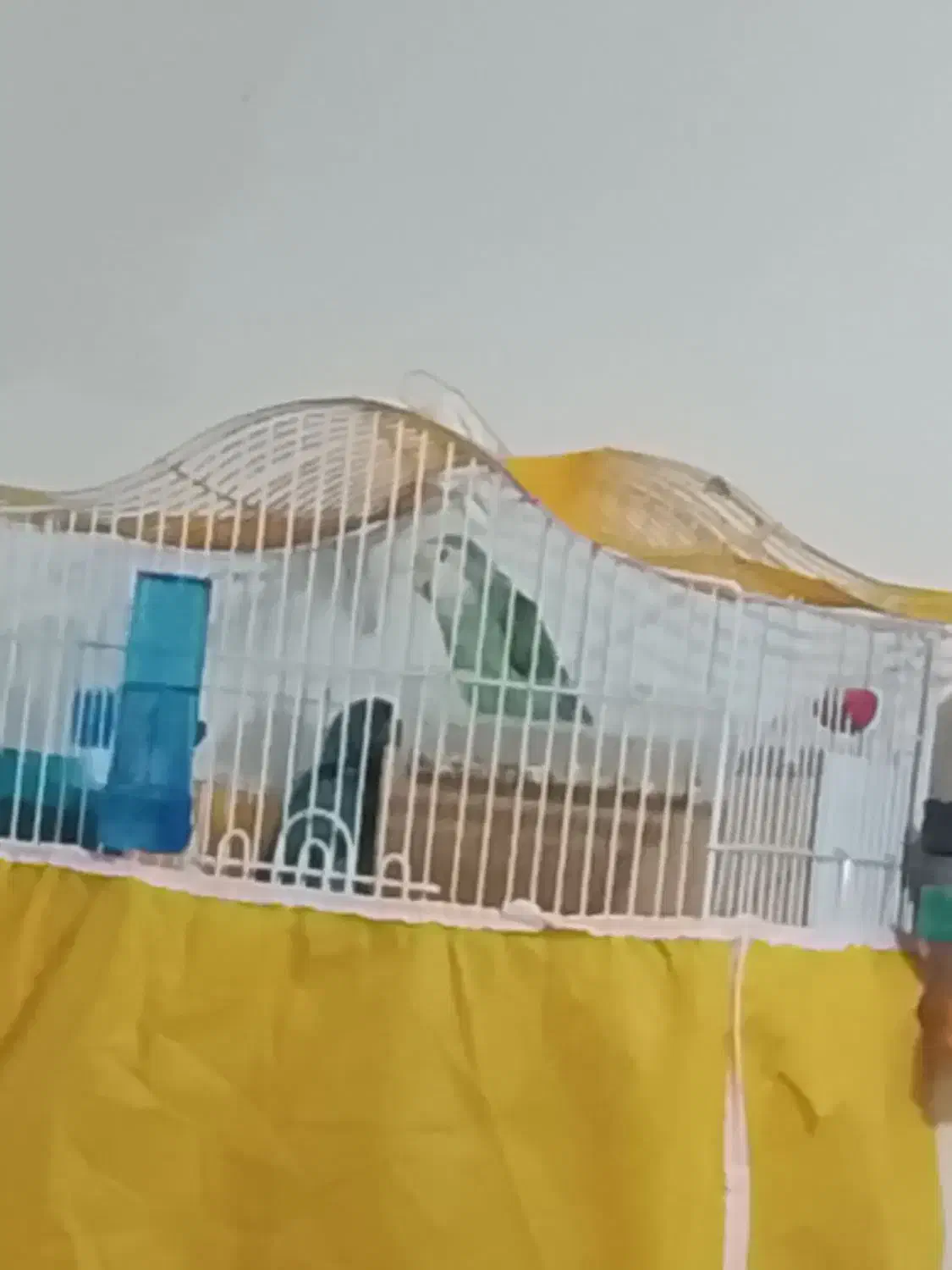 یه جفت طوطی برزیلی|پرنده|خمینیشهر, |دیوار