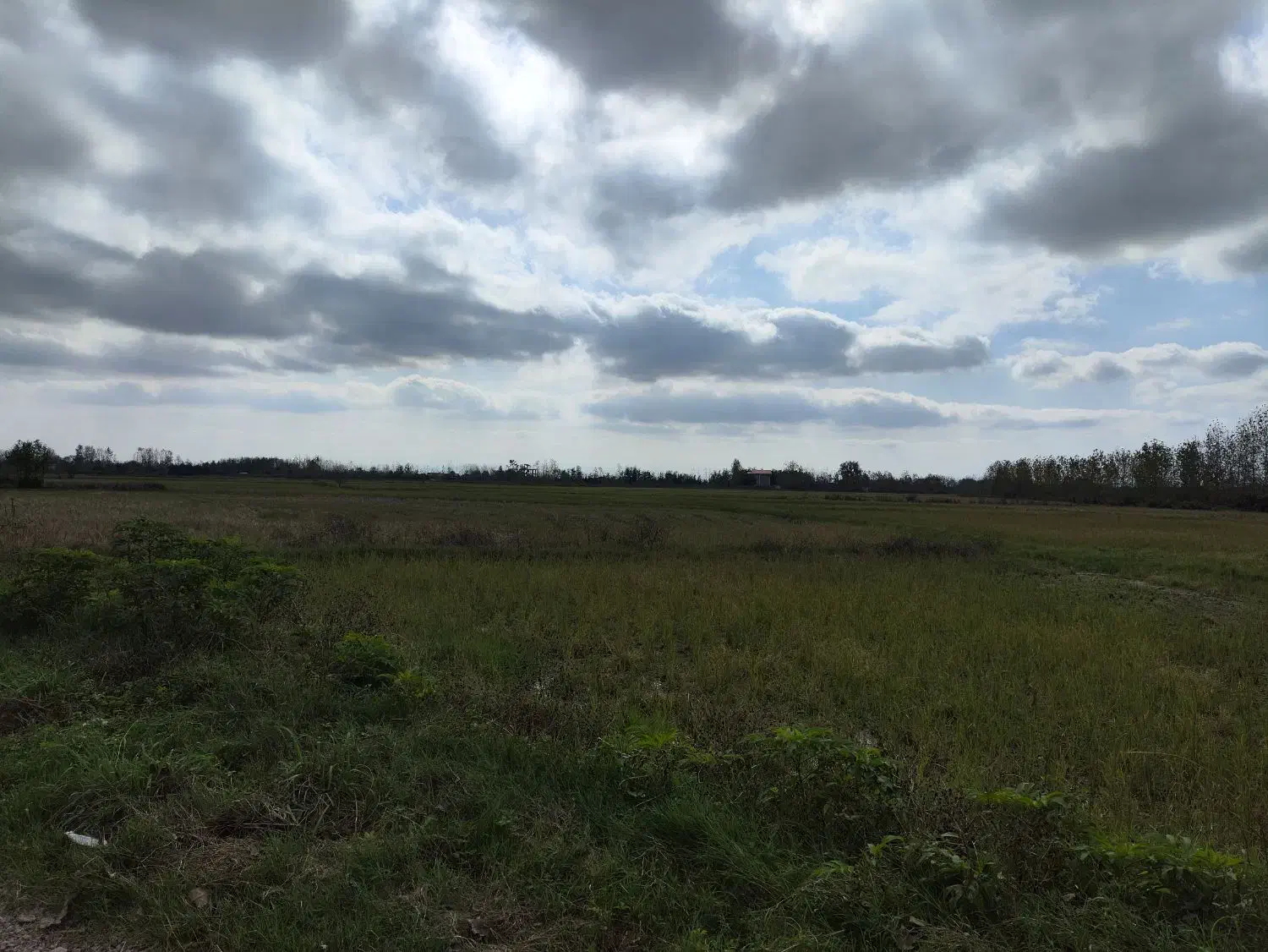 زمین شالیزار|فروش زمین و ملک کلنگی|خمام, |دیوار