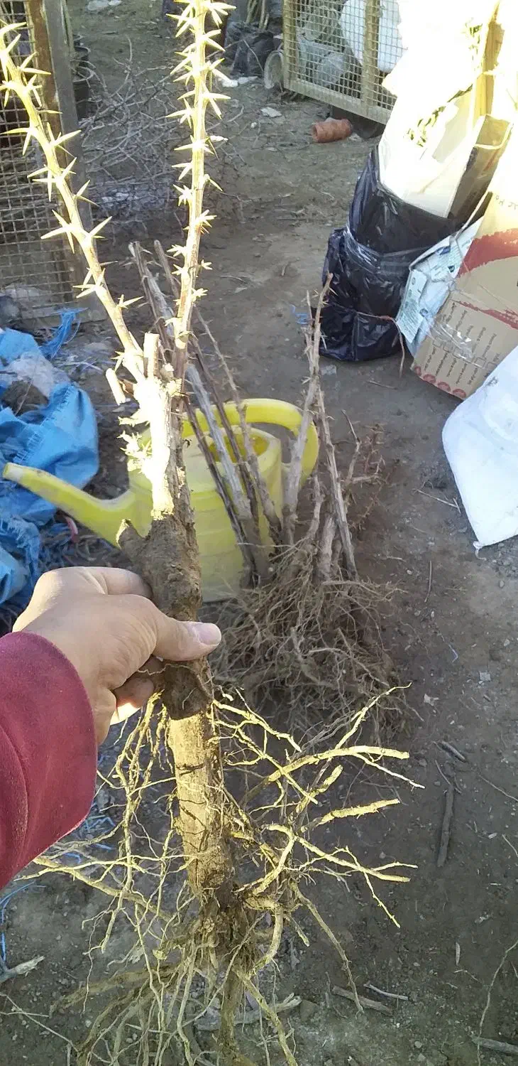 اغاز فروش نهال زرشک وعناب وسنجد از تولید کننده|خدمات باغبانی و درختکاری|مشهد, احمدآباد|دیوار