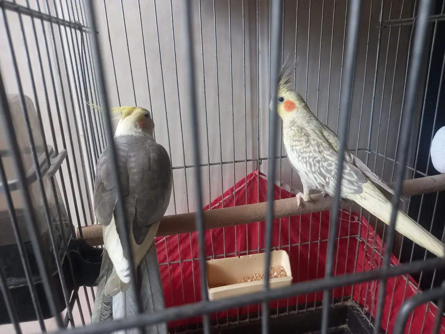 ی جفت عروس هلندی نر و ماده|پرنده|پاکدشت, پاکدشت (مامازند)|دیوار