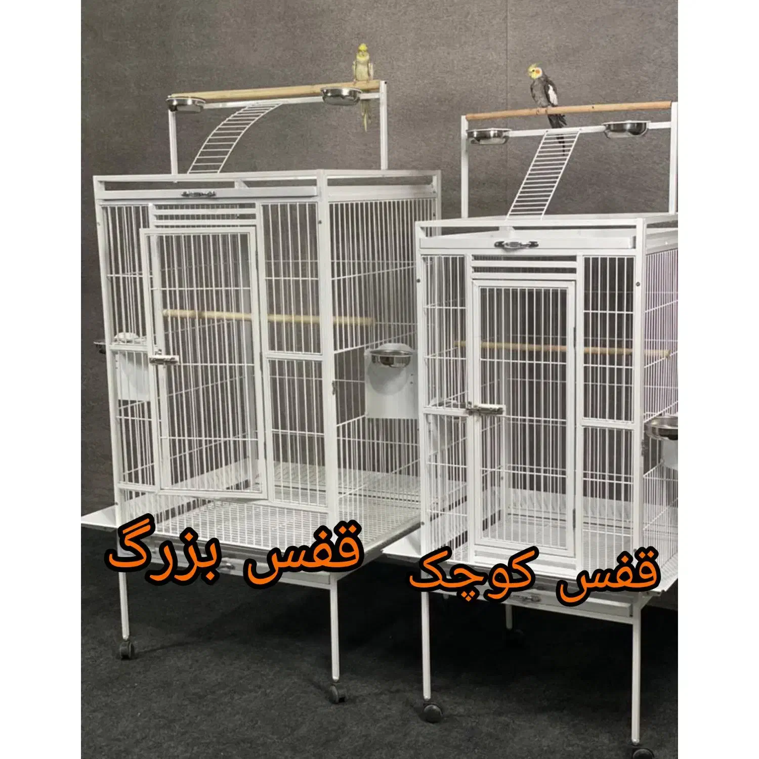 ارزان ترین قفس کاسکو ،مرغ عشق و طوطی از پژاوند|لوازم جانبی حیوانات|تهران, جوادیه تهرانپارس|دیوار