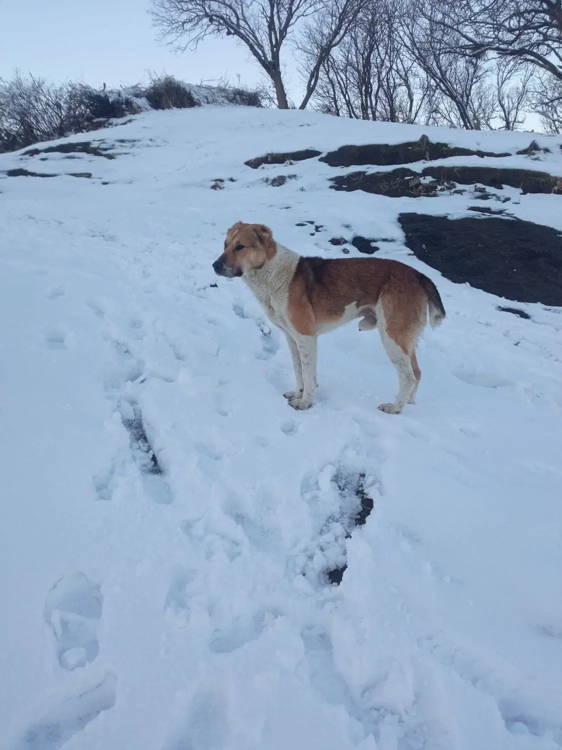 یک سگ|سگ|مریوان, |دیوار