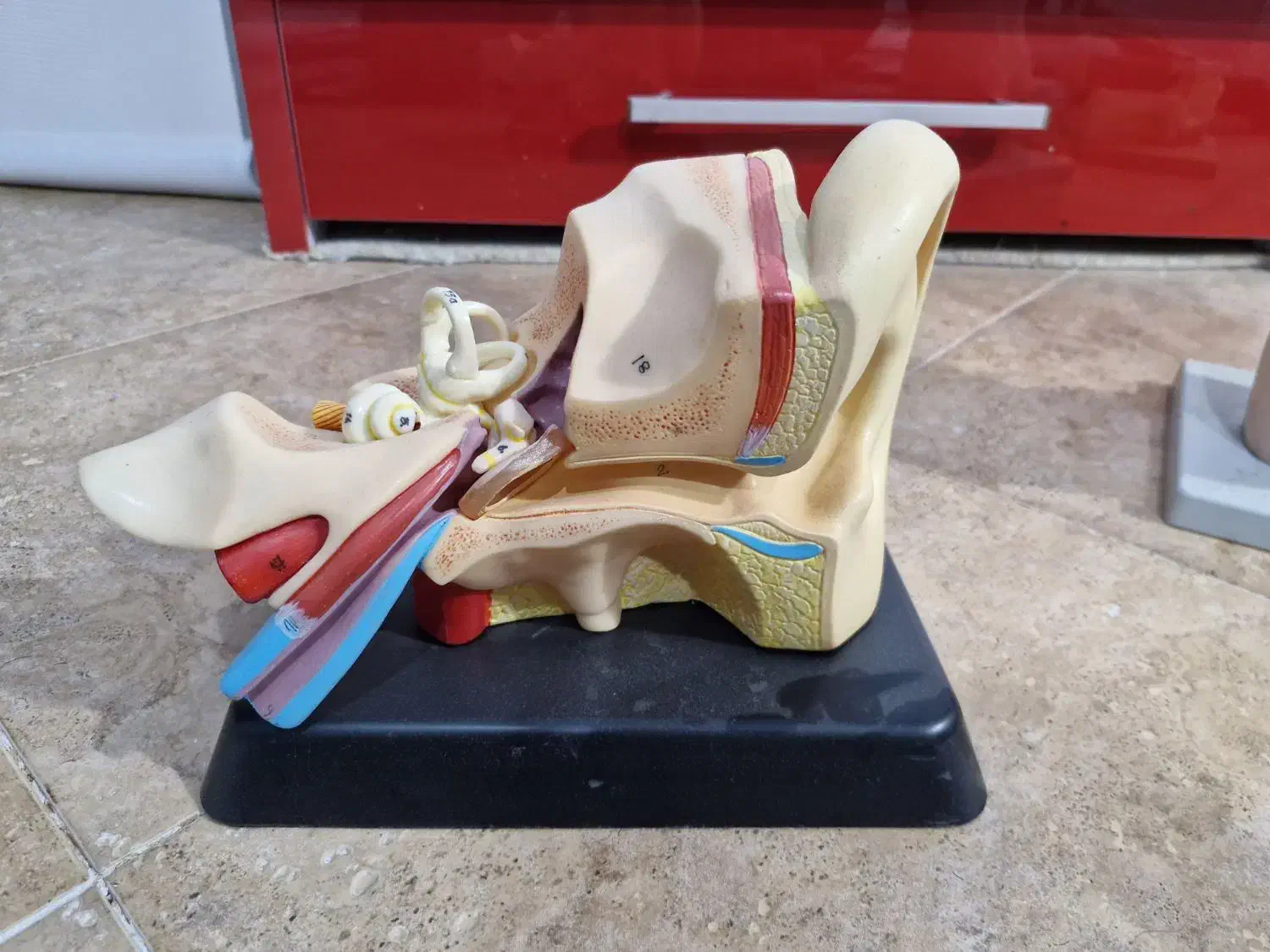 مدل های آموزشی اعضای بدن|لوازم التحریر|سنندج, |دیوار