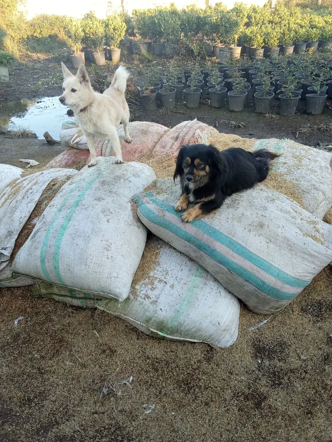 واگذاری سگ پاکوتاه|سگ|واجارگاه, |دیوار