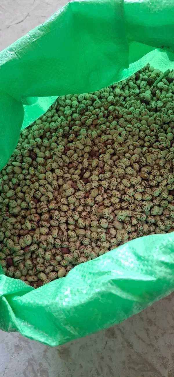 لوبیا چیتی کوشا|عمدهفروشی|سلطانیه, |دیوار