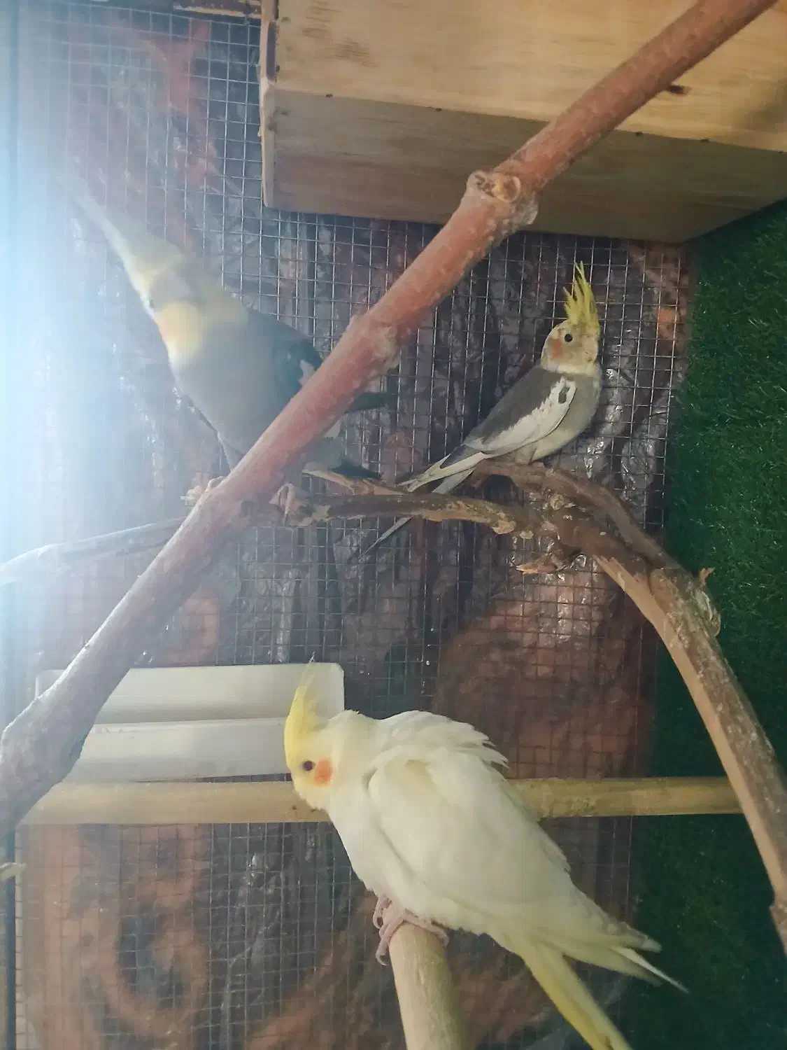 عروس هلندی|پرنده|رودهن, |دیوار