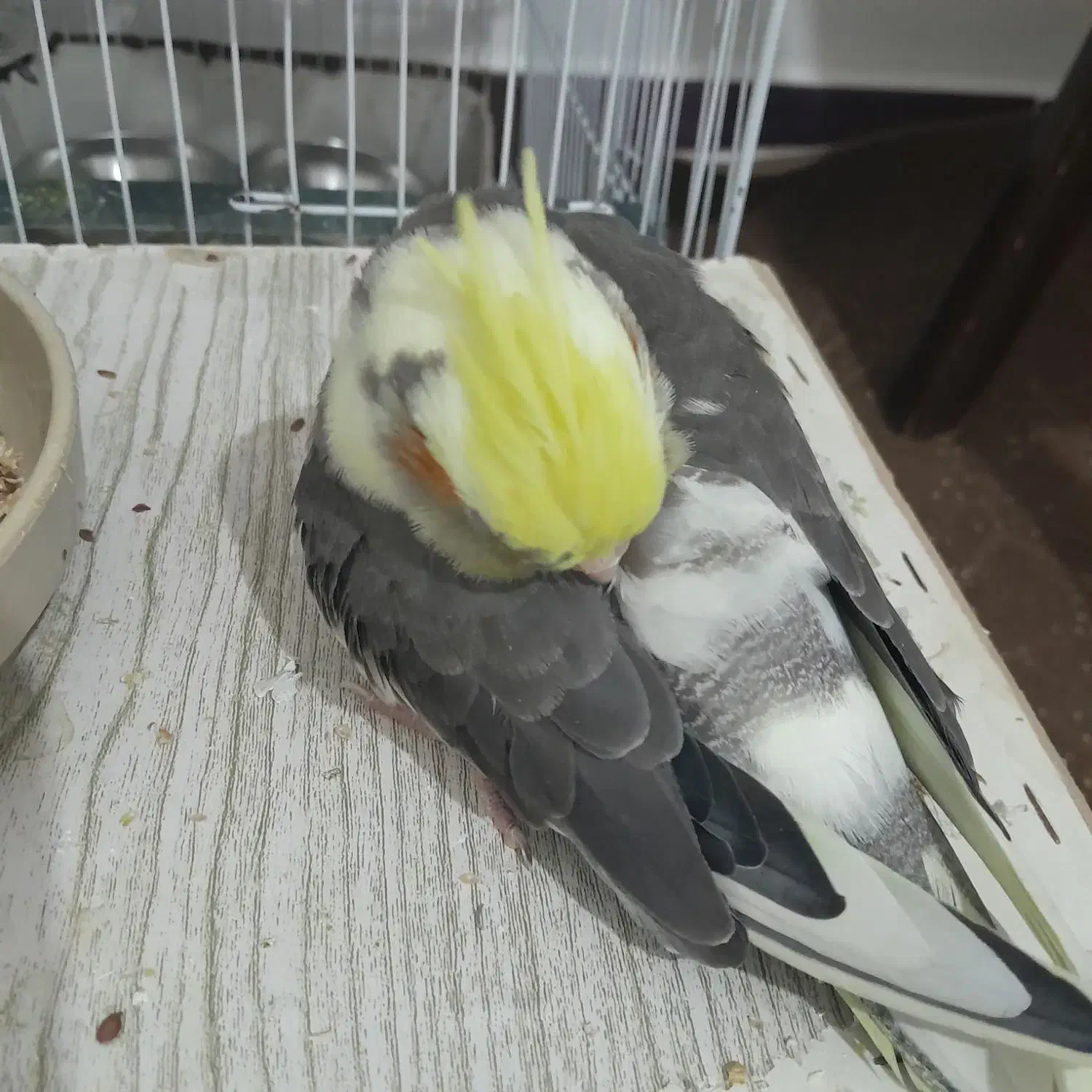 طوطی عرو|پرنده|شیروان (خراسان), |دیوار