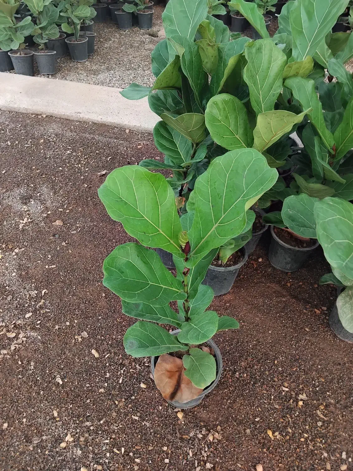 فیکوس یاقوتی|گل و گیاه طبیعی|اصفهان, حسین‌آباد|دیوار